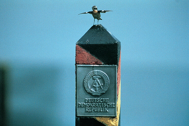 Ein Braunkehlchen sitzt auf einem Grenzpfahl der innerdeutschen Grenze. (Foto: BN)