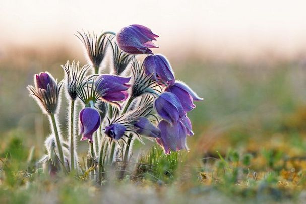 Ihre Spende für Bayerns Natur: Das Bild zeigt eine lilafarbene Küchenschelle in warmem Abendlicht.