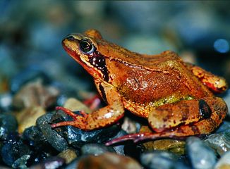 Brauner Frosch Im Garten - Wie Braun Darf Ein Teichfrosch Sein : Apfel