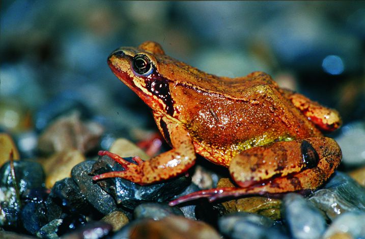 Brauner Grasfrosch im Profil