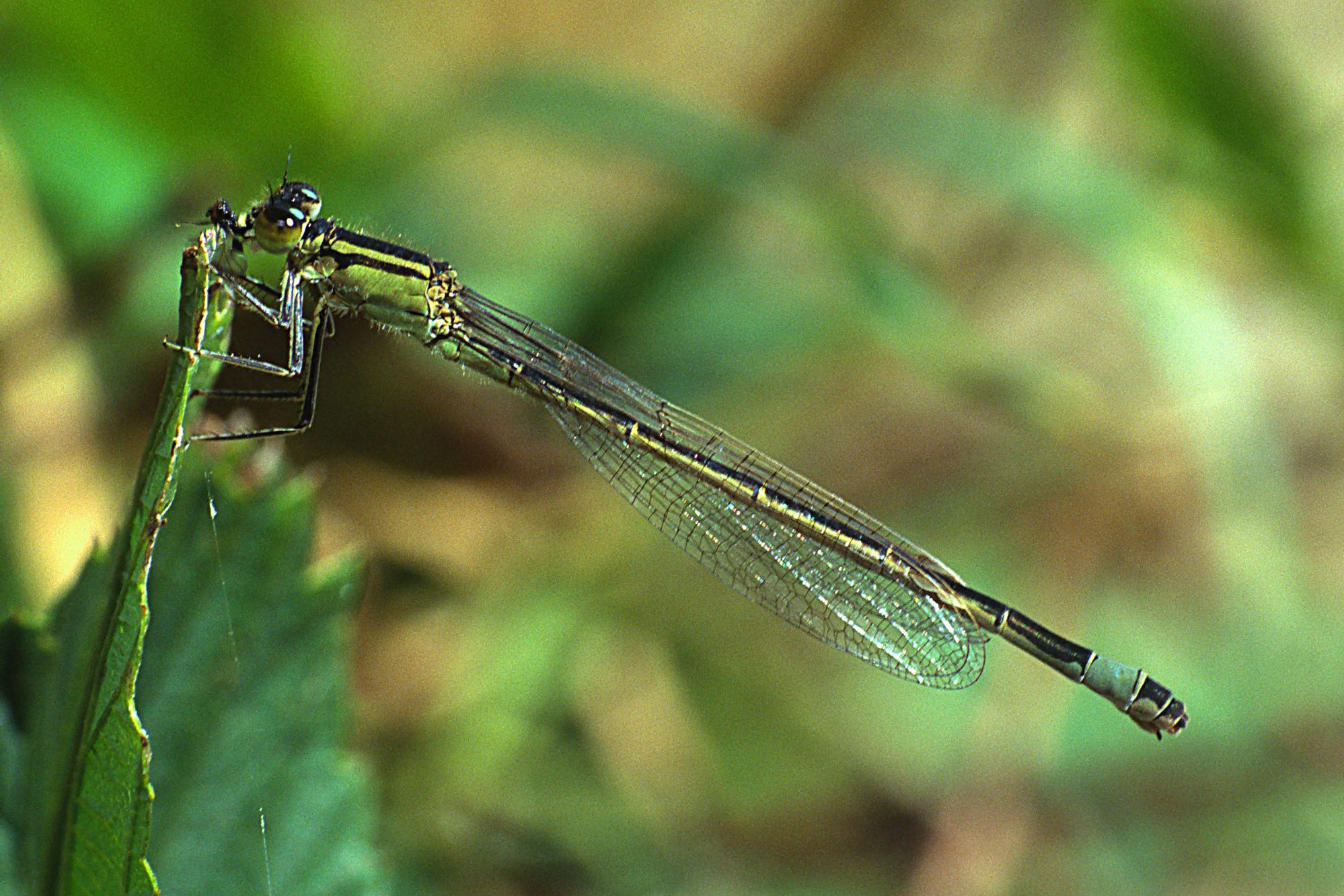 Eine weibliche Große Pechlibelle (Ischnura elegans)