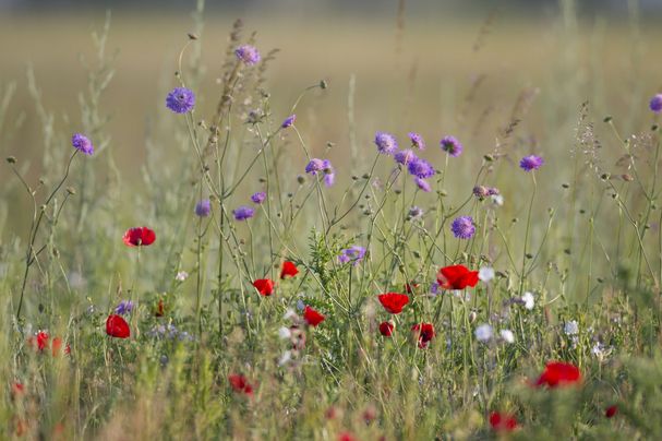 Blumenwiese, Flower meadow