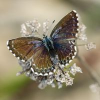 Fetthennen-Bläuling (Foto: Wolfgang Piepers) Brauner Fetthennen-Bläuling mit blauen Farbakzenten sitzt mit ausgebreiteten Flügeln auf weißer Blütenpflanze