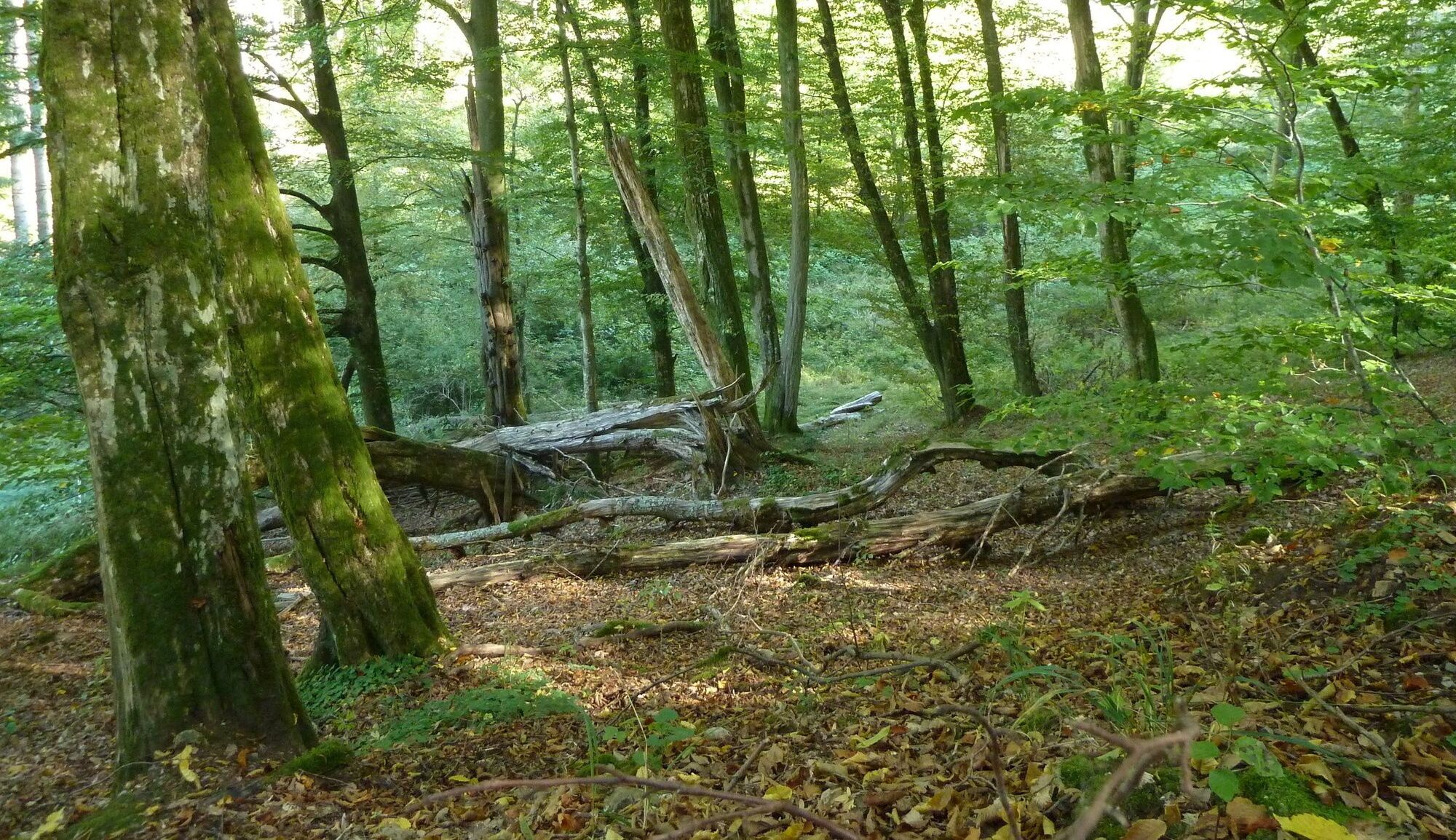 Totholz liegt zwischen lebendigen Bäumen im Wald im Hafenlohrtal. Der Boden ist von altem Laub bedeckt. 