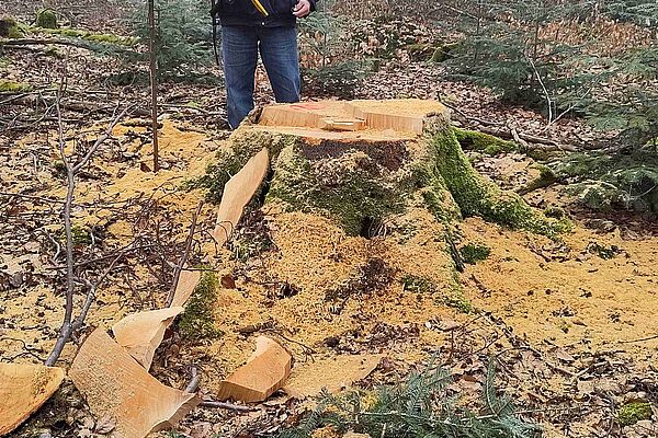 Einschlag im Steigerwald bei Unterschleichach, Foto: Ulla Reck