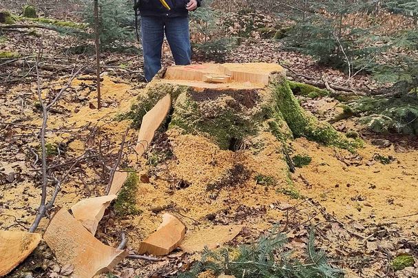 Einschlag im Steigerwald bei Unterschleichach, Foto: Ulla Reck