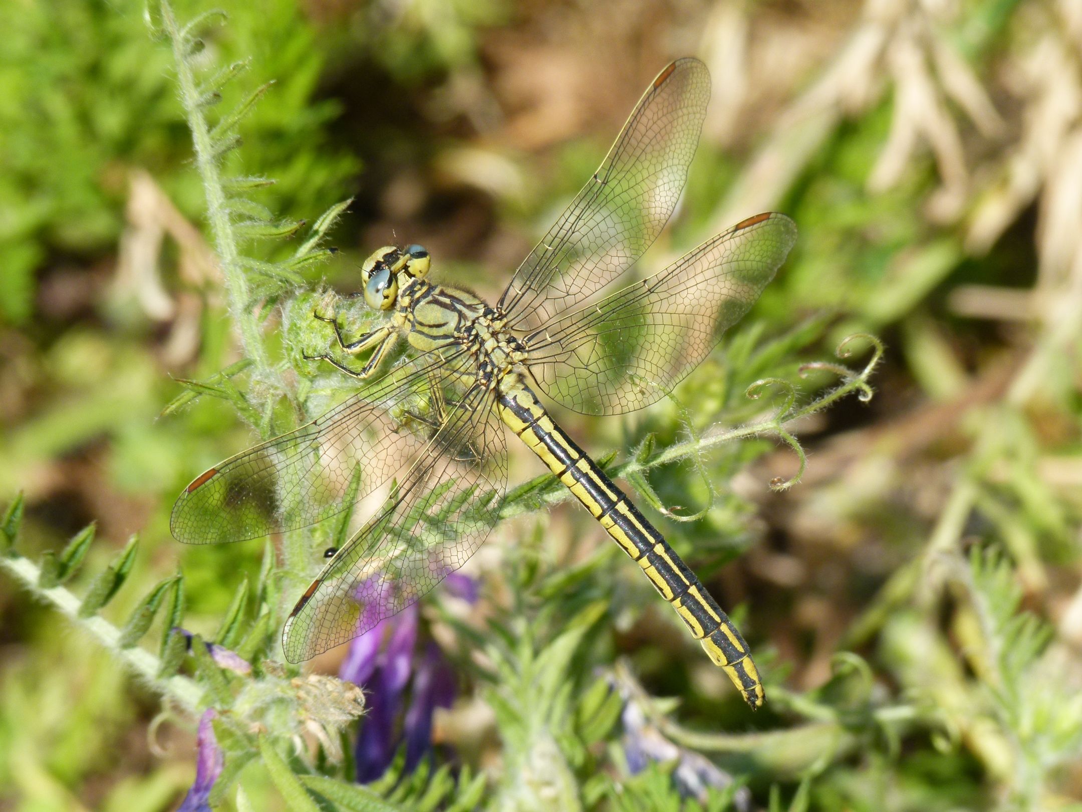 Weibchen der Westlichen Keiljungfer (Foto: Günter Farka)