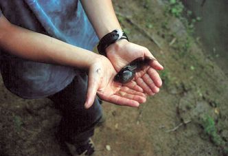 Kaulquappe der Knoblauchkröte auf einer Handfläche
