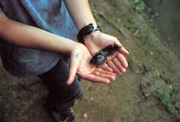 Kaulquappe der Knoblauchkröte (Foto: Ulrike Geise) Kaulquappe der Knoblauchkröte auf einer Handfläche