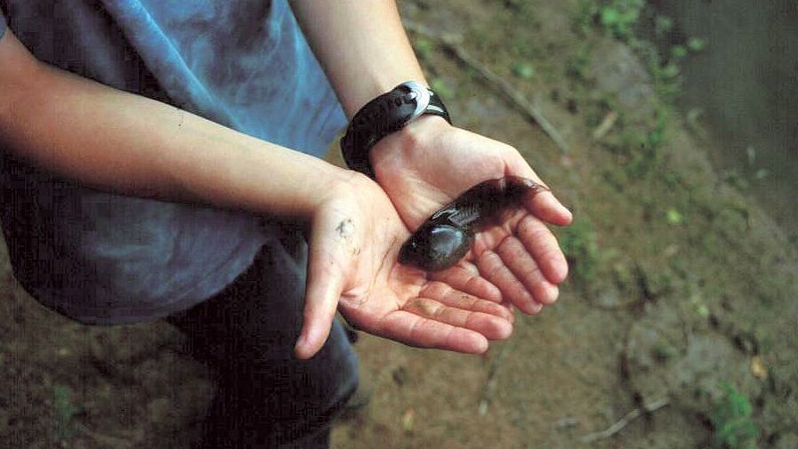  Kaulquappe der Knoblauchkröte auf einer Handfläche (Foto: Ulrike Geise)