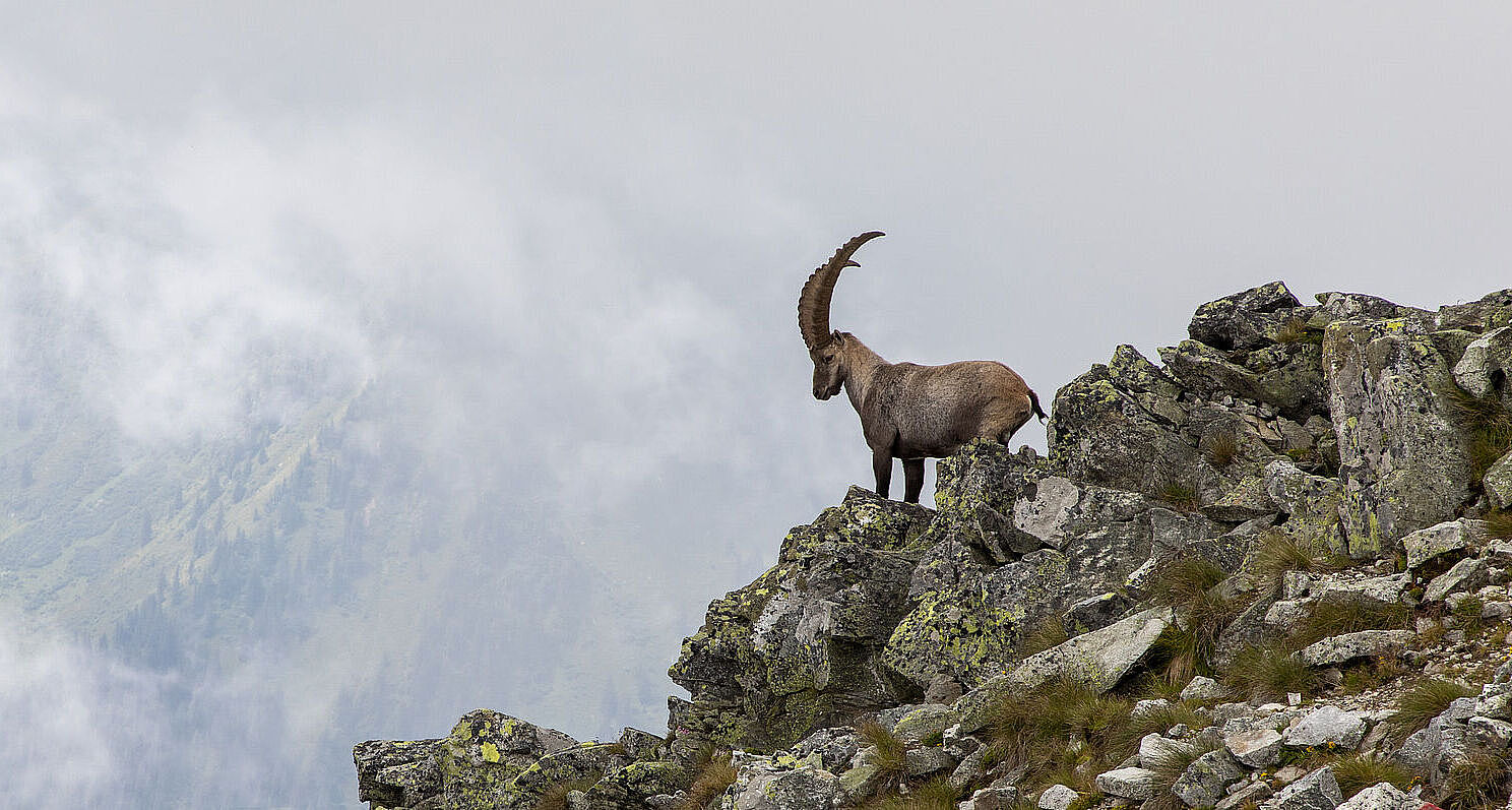 Ein Steinbock an einem Felsvorsprung (Foto: Lunghammer/stock.adobe.com)