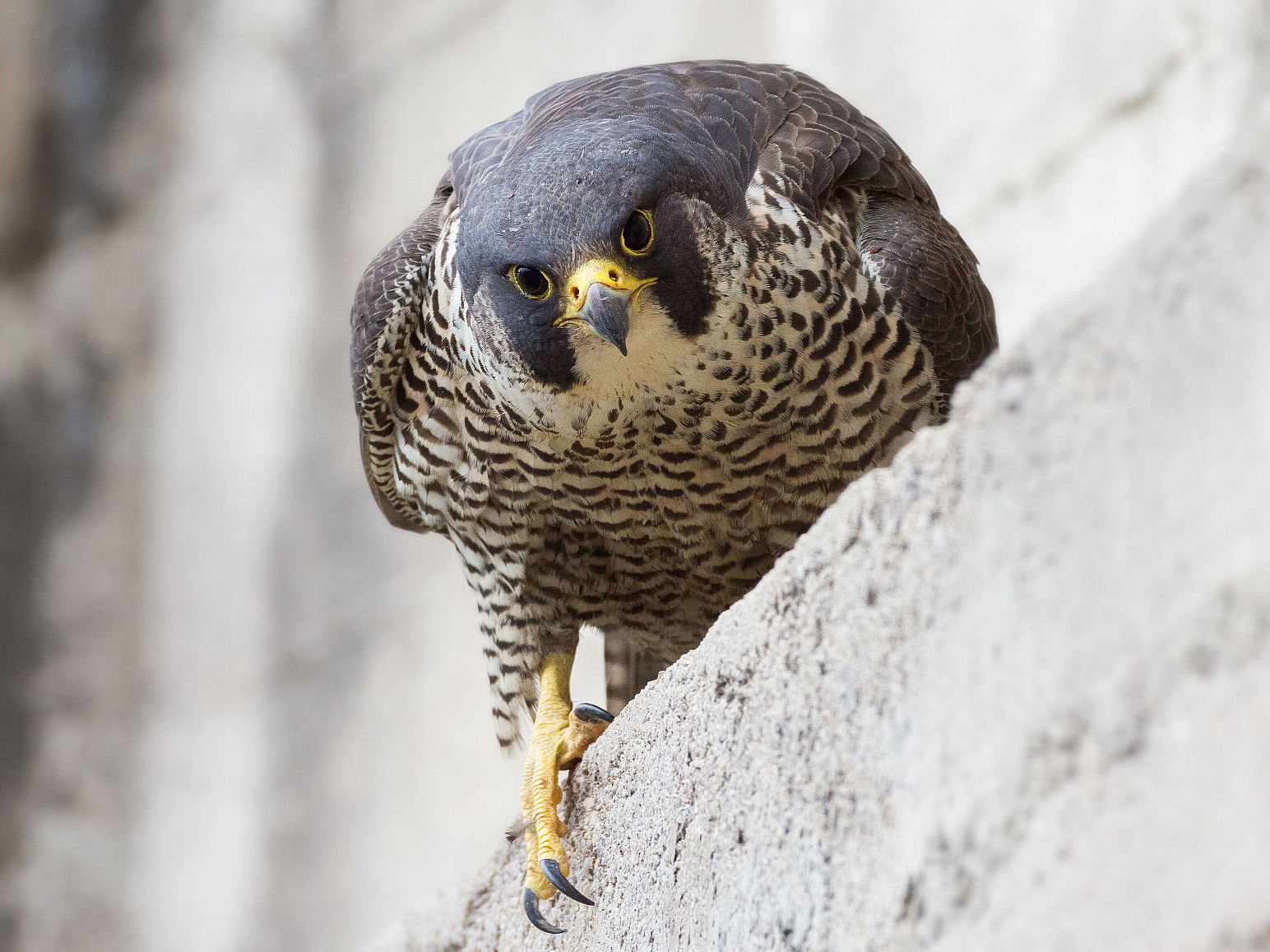 Wanderfalke (Foto: Alexander Erdbeer/stock.adobe.com) Wanderfalke auf Mauer