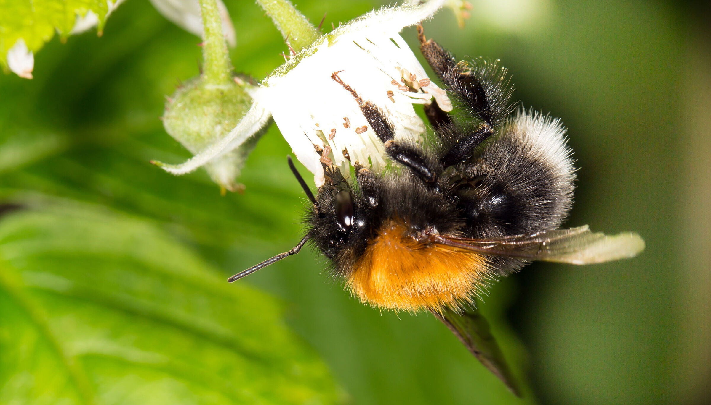 Baumhummel (Foto: Johannes Selmannsberger)