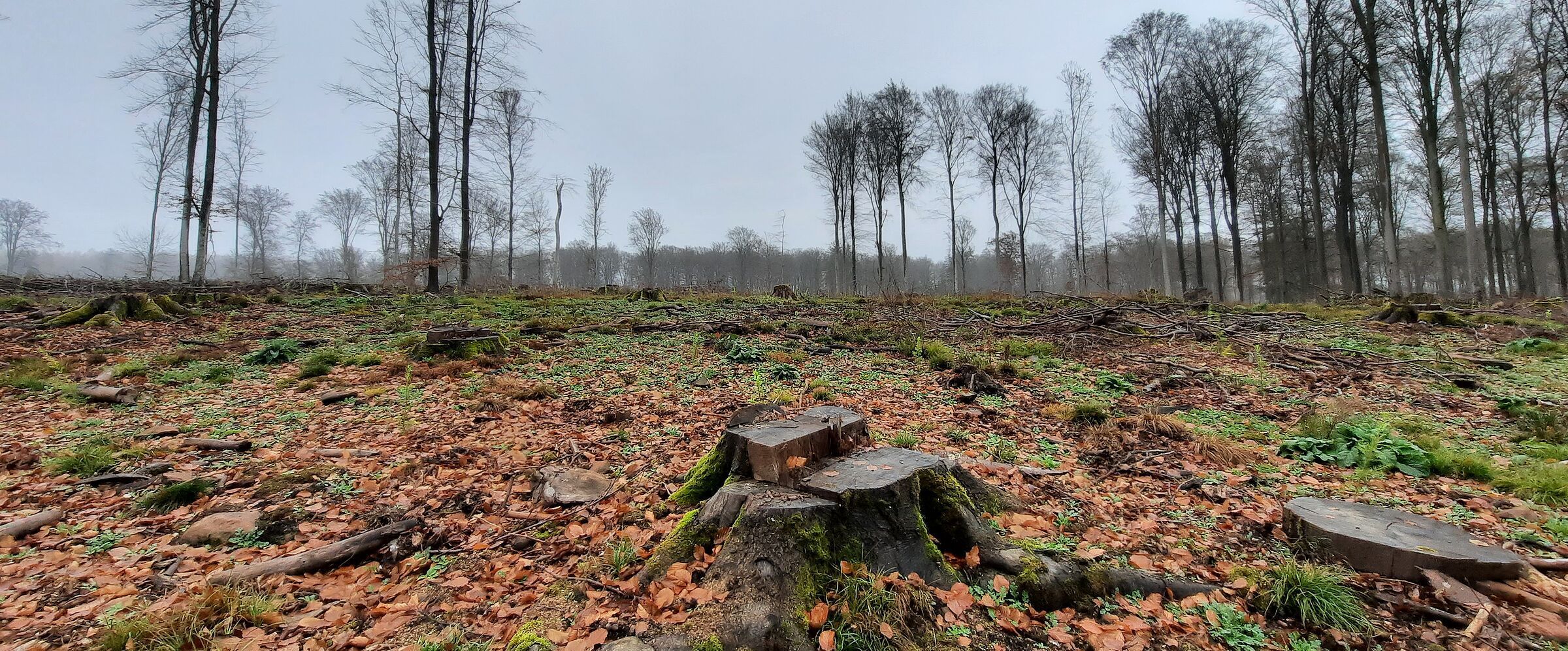 Große Kahlfläche mit Baumstümpfen, im Hintergrund hohe Buchen. Immer wieder kommt es zu großflächigen Einschlägen in bayrischen Privatwäldern. (Foto: Ralf Straußberger)