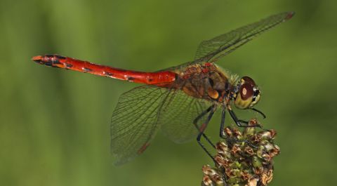 Von Der Larve Zur Libelle Bund Naturschutz