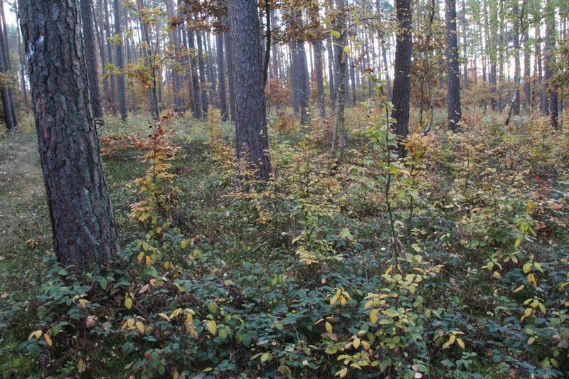 Foto: Ralf Straußberger