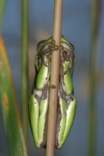 Laubfrosch klettert einen Ast hinauf