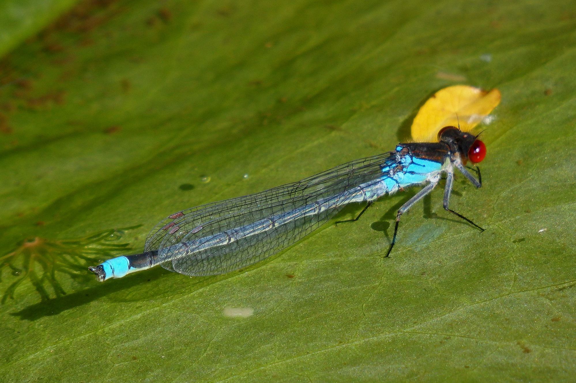 Ein männliches Großes Granatauge (Erythromma najas)