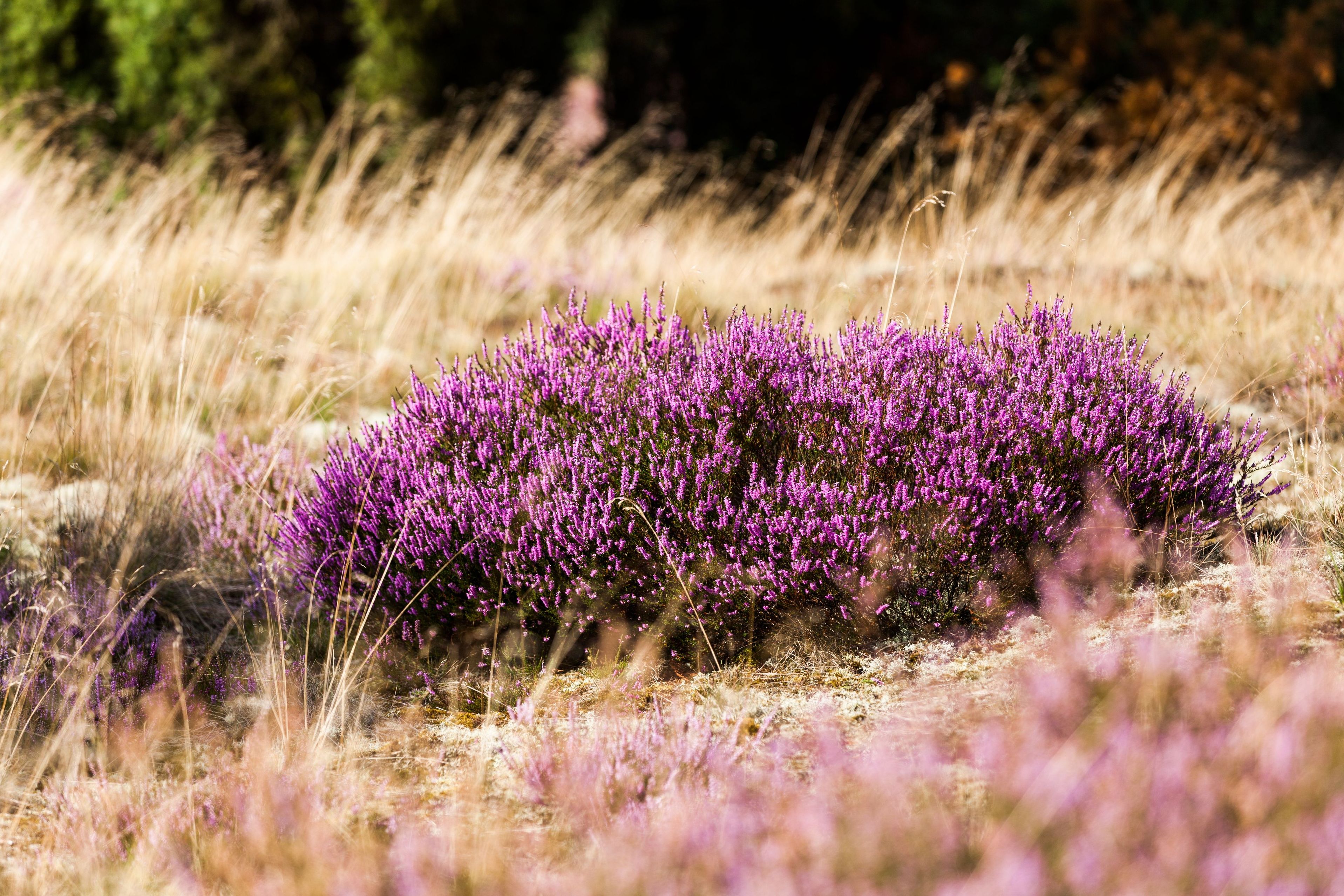 Sandgarten anlegen: Rosa blühende Besenheide auf einer Sandfläche