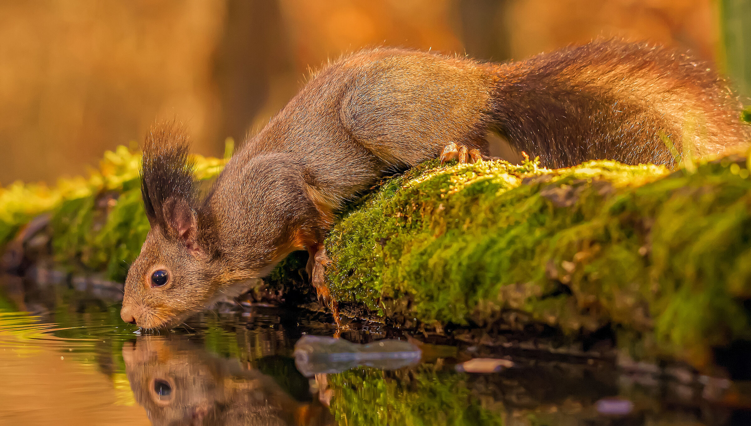 Ein rotes Eichhörnchen beugt sich über einen bemoosten Baumstamm hinunter zu einer Wasserstelle und trinkt