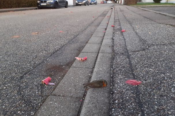 Totes Rotkehlchen an Silvester