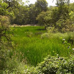 Naturwaldreservat Isarau, Lkr. Freising; Foto: Christine Margraf