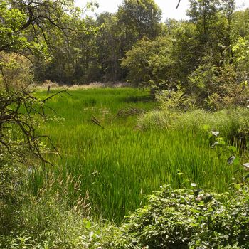 Naturwaldreservat Isarau, Lkr. Freising; Foto: Christine Margraf