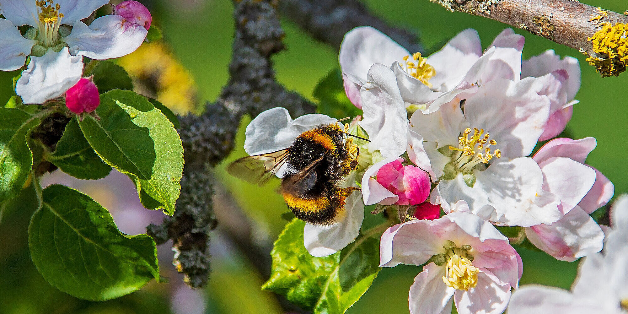 Erdhummel an Apfelblüte (Foto: Martin Grimm AdobeStock)