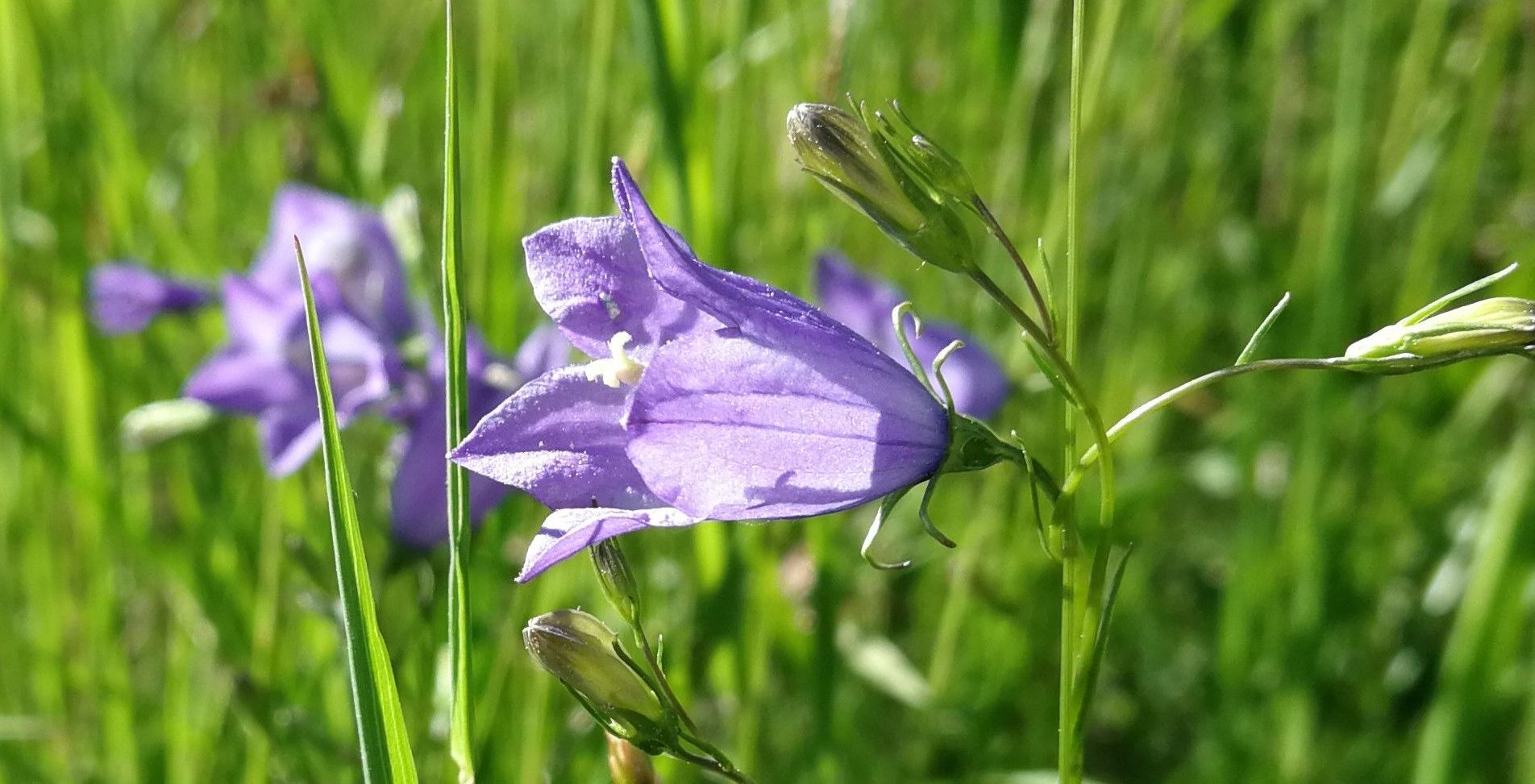 Foto: Inge Steidl Lilafarbene Glockenblumen in einer Wiese