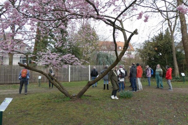 Frühlingserwachen im Hummelsteiner Park