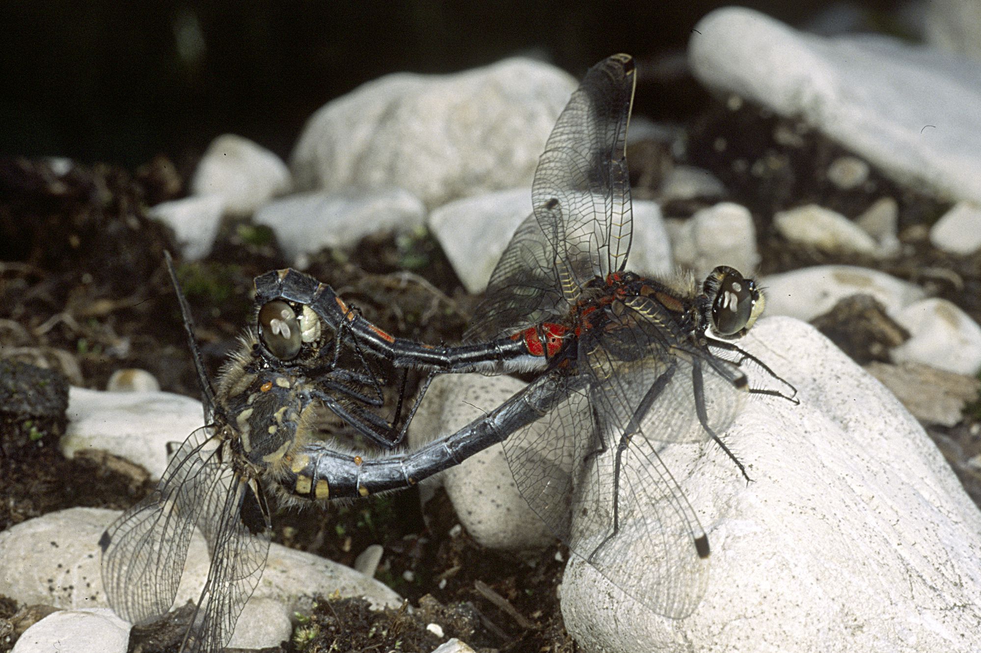 Kleine Moosjungfern (Leucorrhinia dubia) bei der Paarung, das Weibchen (unten) wird vom Männchen am Kopf gehalten.