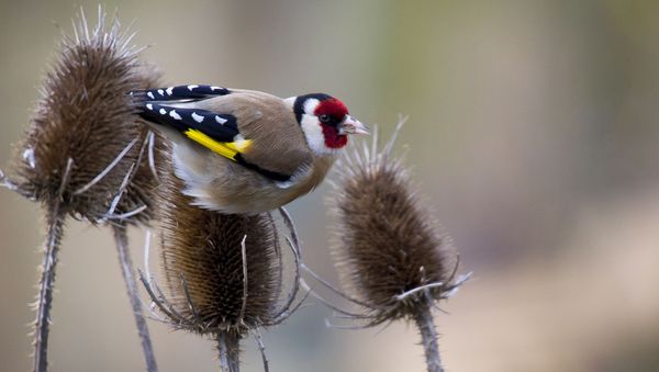 Pflanzenstängel sind eine wichtige Nahrungsquelle im Winter. Hier freut sich ein Stieglitz darüber. (Foto: Marc Stephan/fotolia.com) Ein Stieglitz sitzt auf dem verblühten Kopf eines Pflanzenstängels.