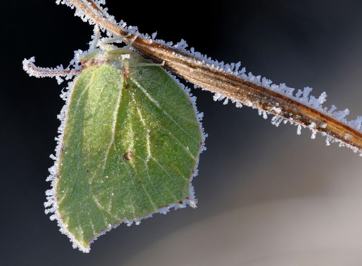 Schmetterlinge im Winter - BUND Naturschutz in Bayern e.V.