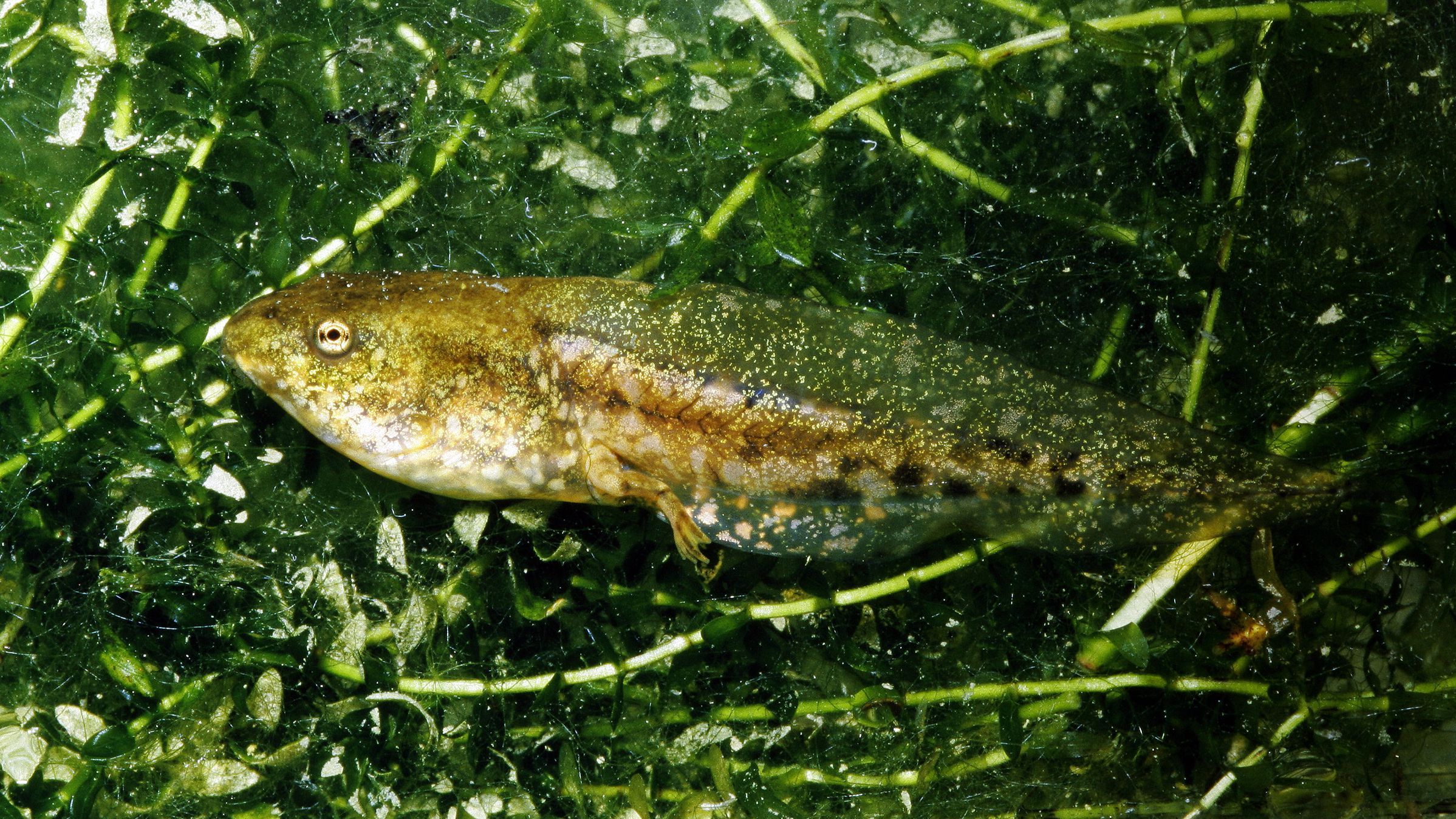 Seefroschkaulquappe (Foto: Wolfgang Willner) Seefroschkaulquappe mit gerade entstehendem Bein (Foto: Wolfgang Willner)