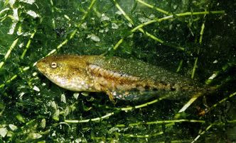 Seefroschkaulquappe (Foto: Wolfgang Willner) Seefroschkaulquappe mit gerade entstehendem Bein