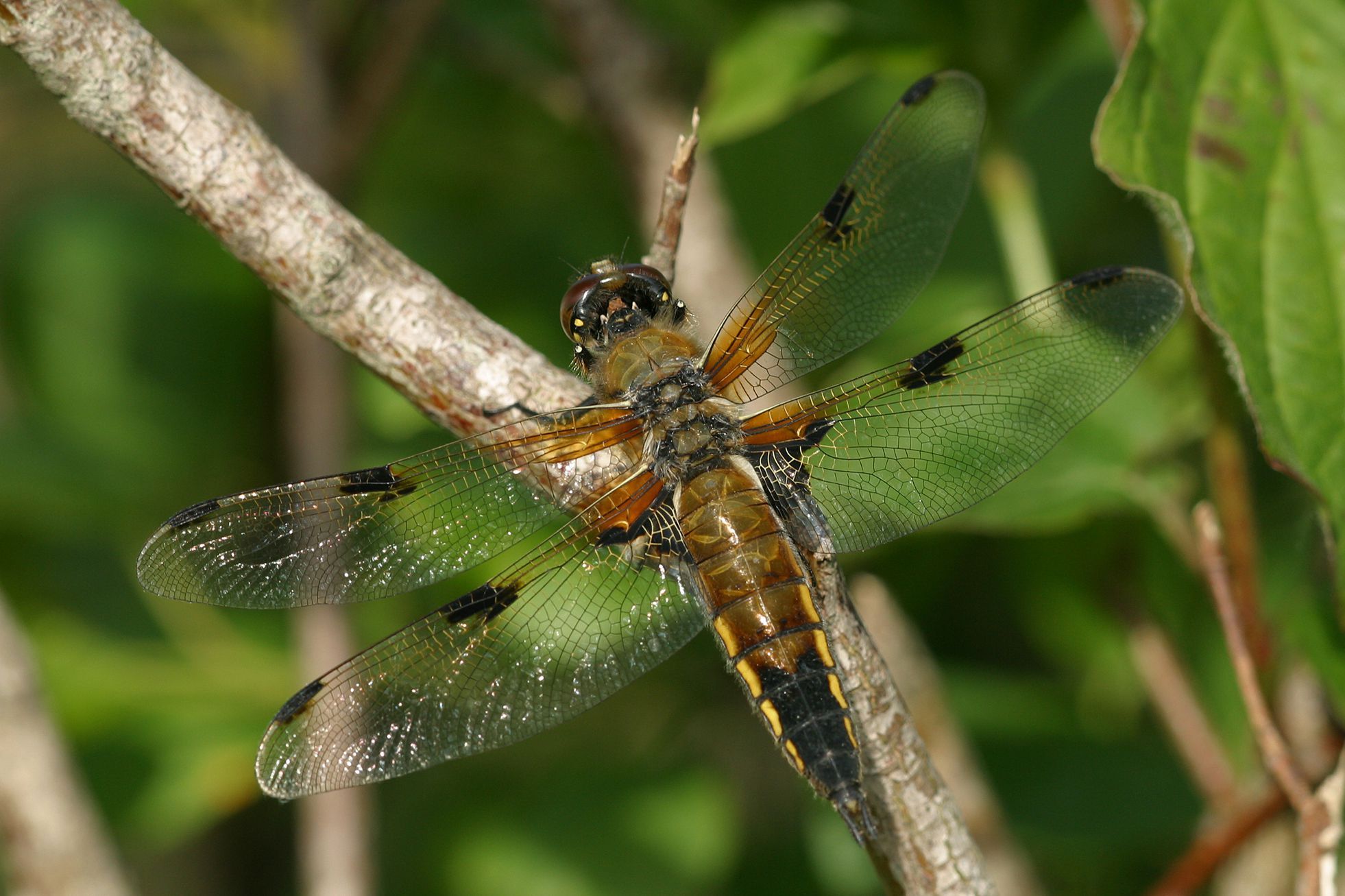Ein weiblicher Vierfleck (Libellula quadrimaculata)