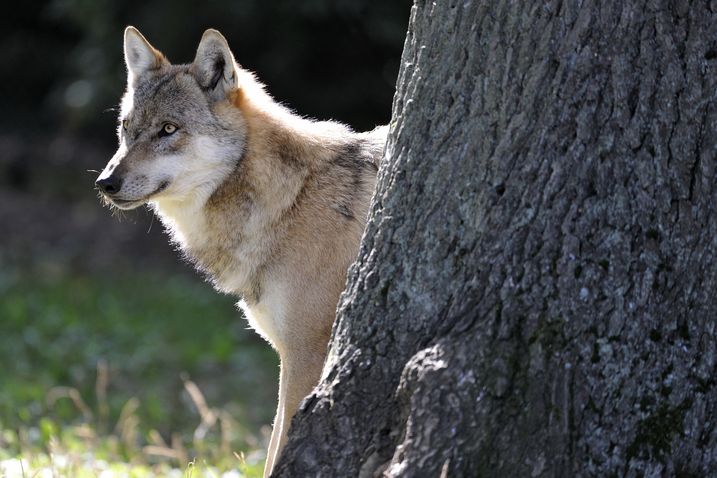 Foto: Ralph Frank Ein Wolf schaut hinter einem Baum hervor (Foto: Ralph Frank)