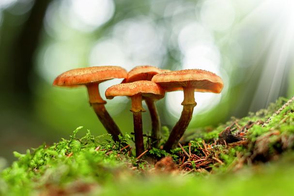 Forest mushrooms in the grass. Gathering mushrooms. Mushroom photo, forest photo, armillaria mellea Kleine Pilze mit braunem Schirm auf moosbewachsenem Totholz (Foto: Peter/stock.adobe.com)