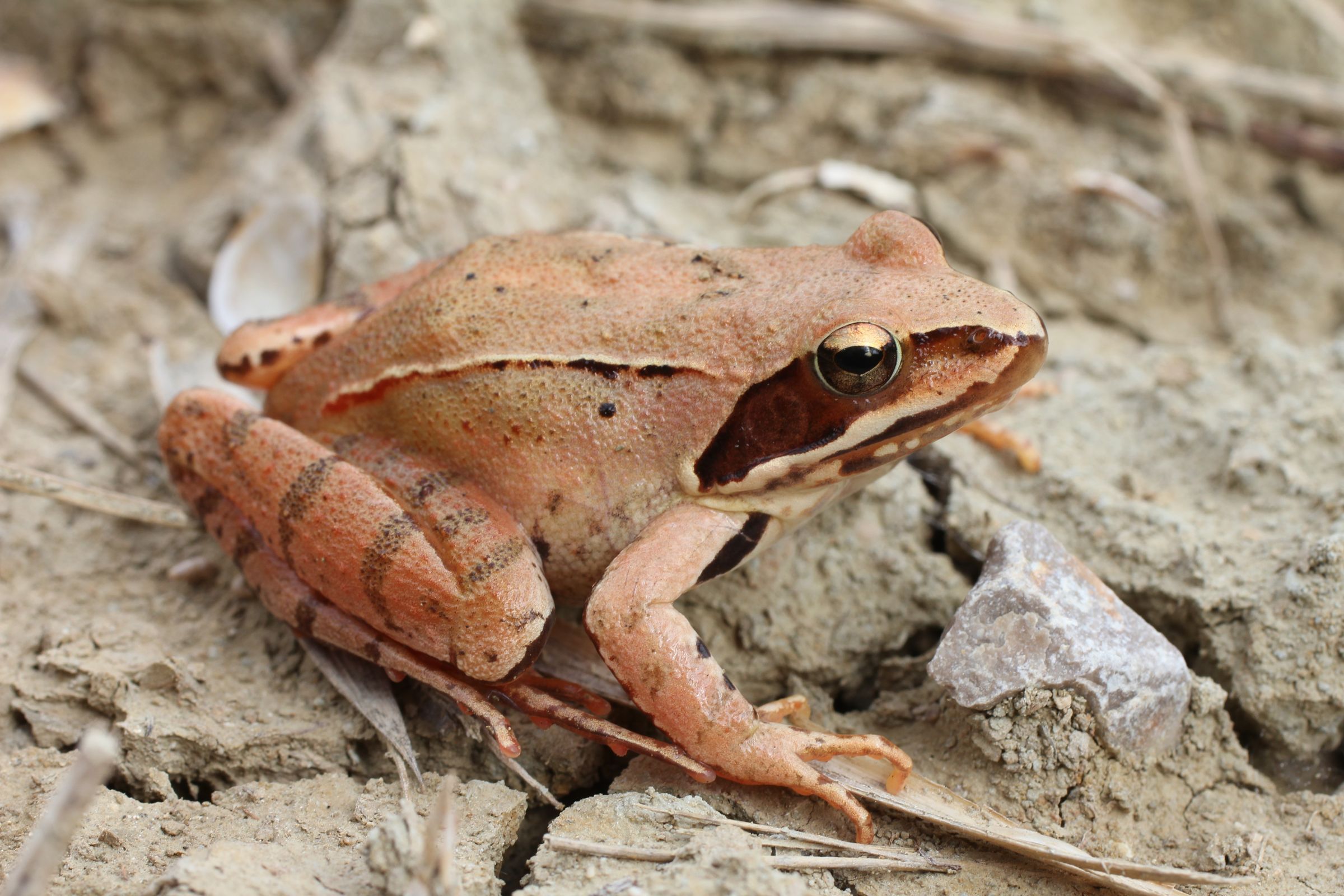 Springfrosch (Foto: Andreas Zahn)