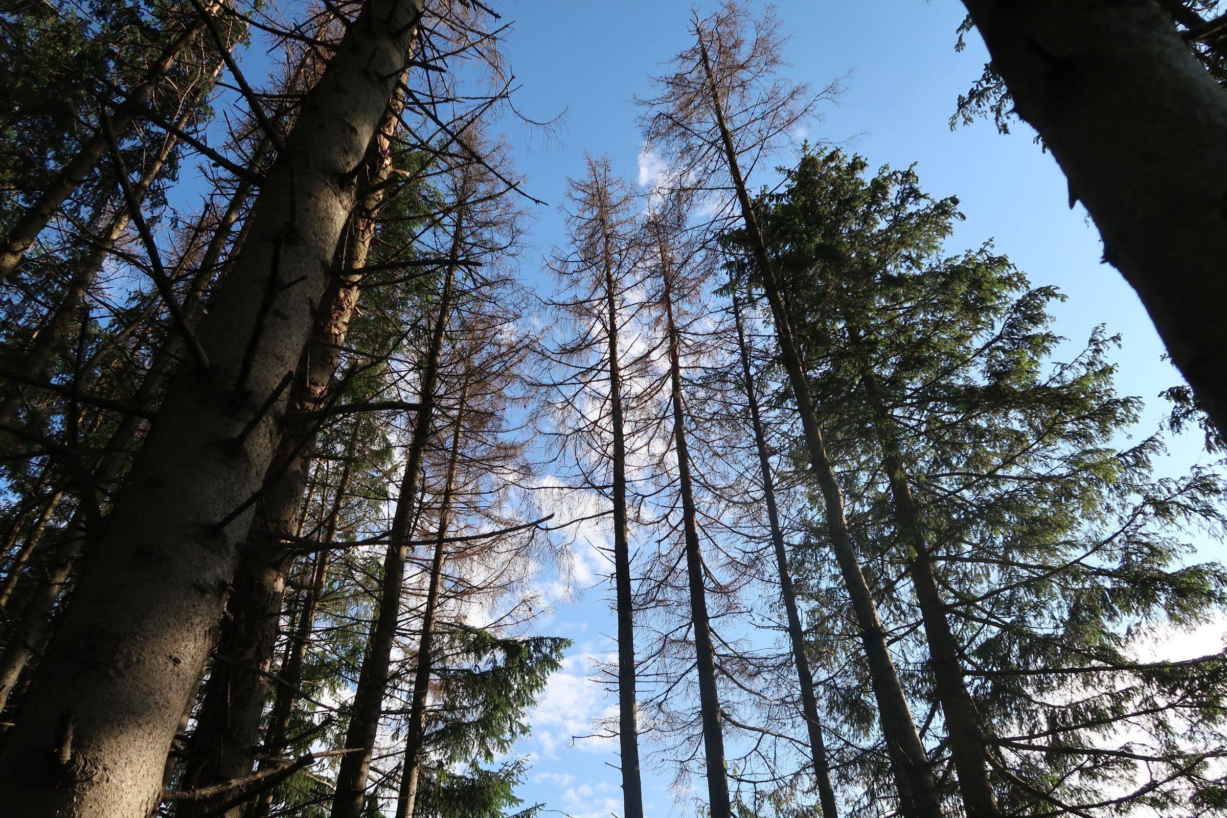 Sterbende Fichtenwälder bei Dietmannsried im Oberallgäu