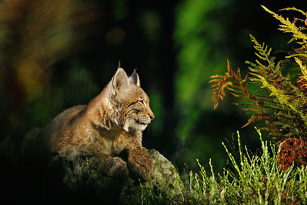 Luchs (Foto: sduben/fotolia.com)