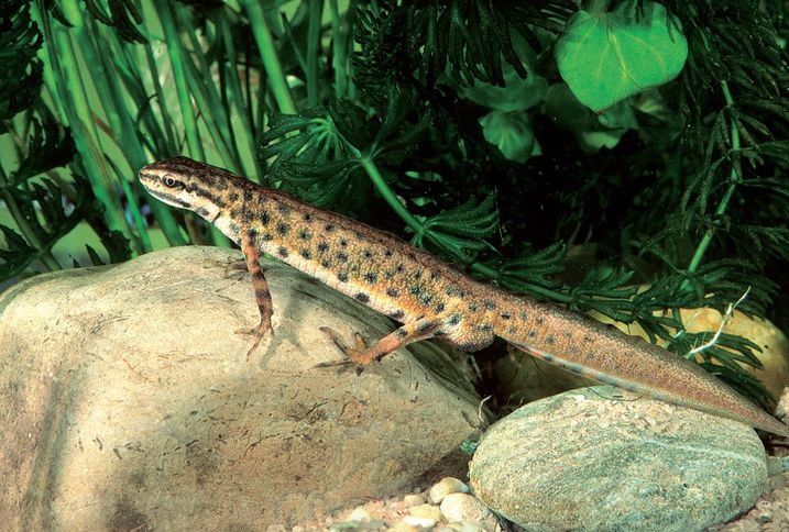 Steckbrief Teichmolch (Lissotriton vulgaris) BUND Naturschutz