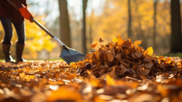 Laubsauger und Laubbläser schaden Mensch und Natur: Rechen und Harke sind gesünder für den Menschen und schonender zur Natur. (Foto: Keitma/stock.adobe.com) Eine Frau kehrt mit einer Harke gelbbraune Blätter zu einem Haufen zusammen.