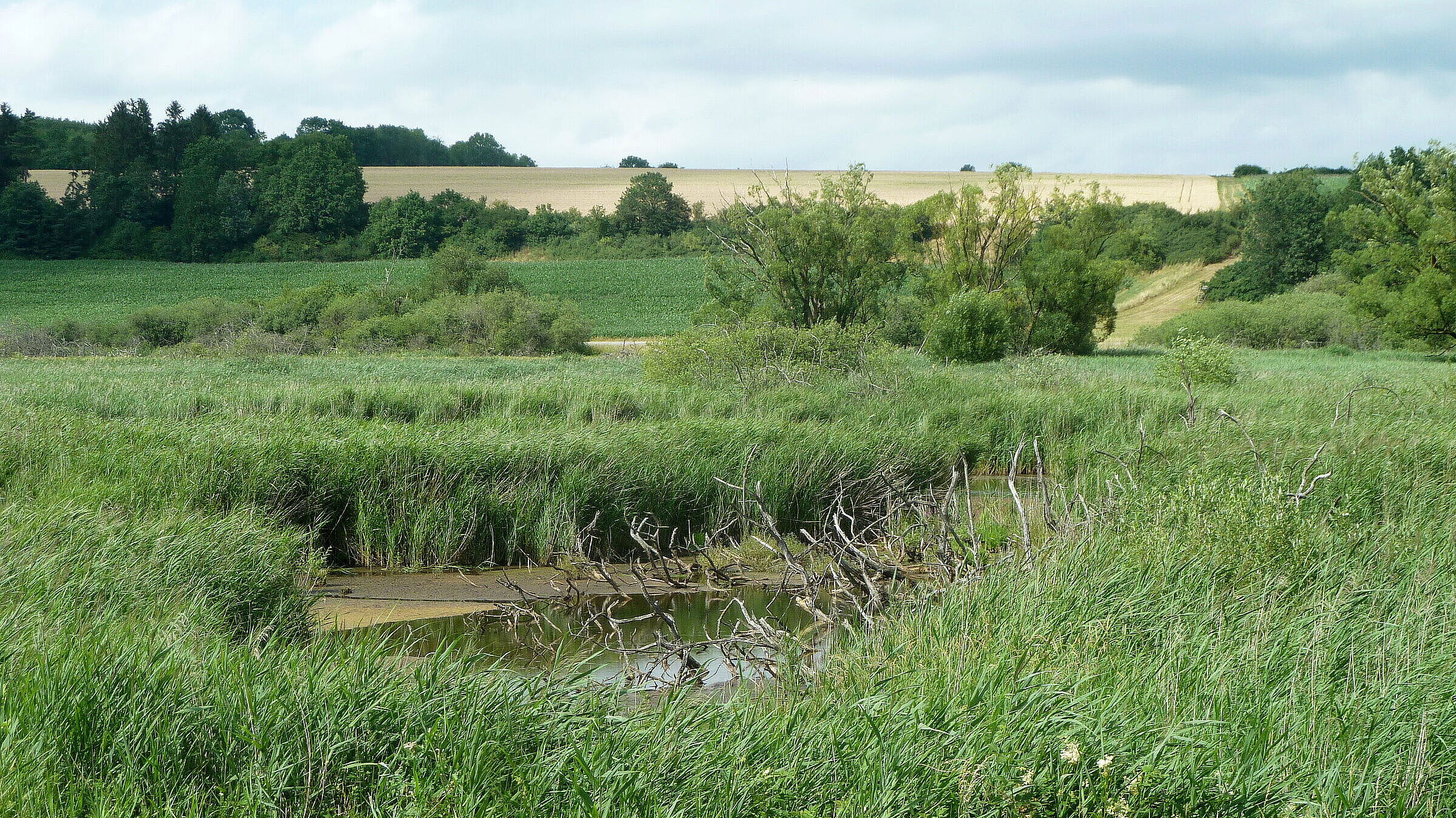 Deusmauer Moor (Foto: Winfried Berner) Deusmauer Moor, eine dicht von Schilf bewachsene Landschaft mit einem Gewässer im Zentrum, eingerahmt von Büschen und Bäumen