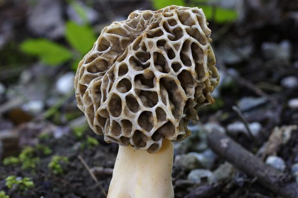 Foto: Speisemorchel, Morchella esculenta (BN Bildarchiv, Marcus Bosch) Speisemorchel, Morchella esculenta