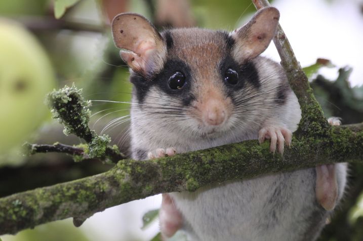 Der Gartenschläfer ist unverwechselbar: Oberseite braun, Unterseite weiß, große Augen und Ohren, schwarze Augenmaske, stark behaarter Schwanz (Foto: Sven Buechner). Der Gartenschläfer ist unverwechselbar: Oberseite braun, Unterseite weiß, große Augen und Ohren, schwarze Augenmaske, stark behaarter Schwanz (Foto: Sven Buechner).