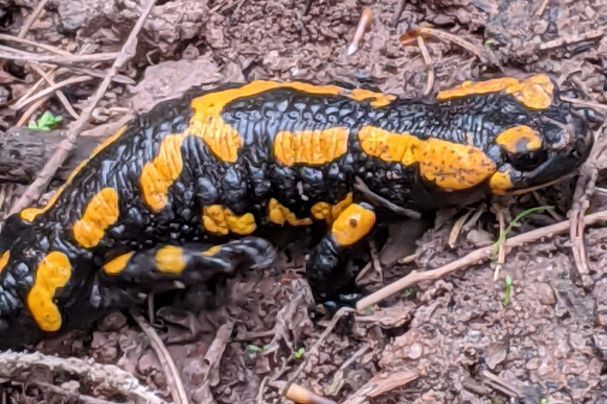 Feuersalamander