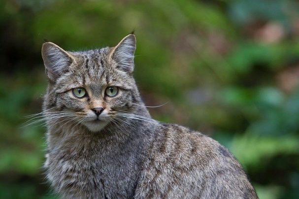 Wildkatze, Foto: Marcus Bosch