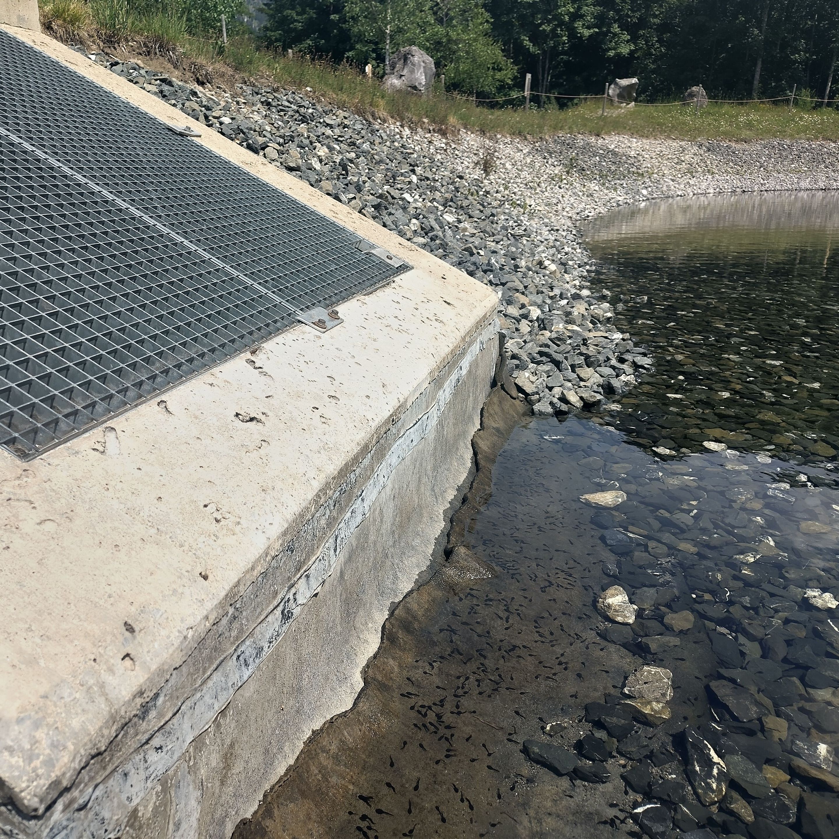 Erdkrötenkaulquappen in einem Speicherteich nah bei einem Überlaufschacht (Bild: Katharina Mikschl) Teil des Projekts Amphilink: Erdkrötenkaulquappen in einem Speicherteich nah bei einem Überlaufschacht (Bild: Katharina Mikschl)