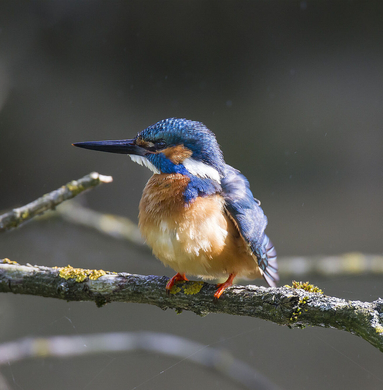 Eisvogel 